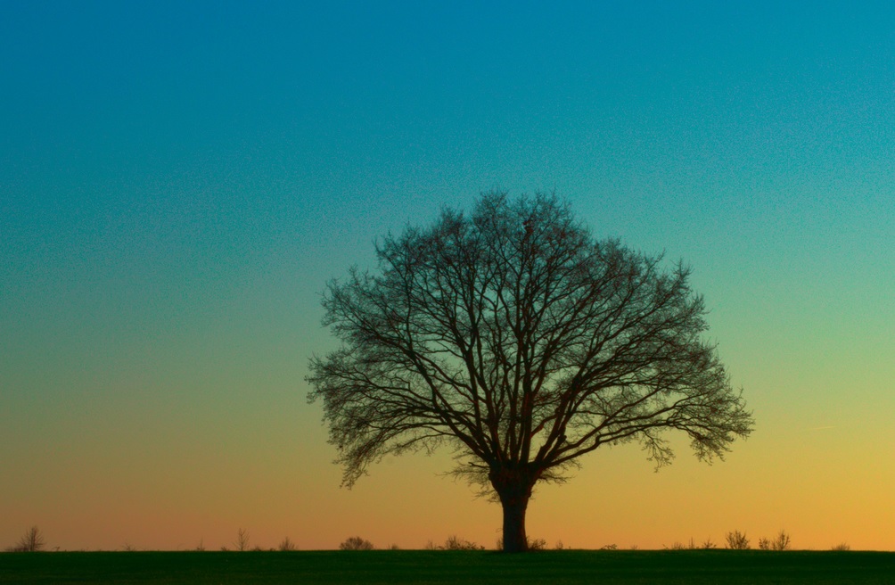 Planter un arbre : 17 raisons motivantes pour enfin s’y mettre