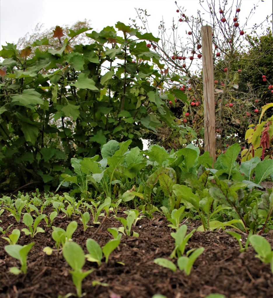 Que faire au jardin en octobre ? Nos conseils - Permaculture mania